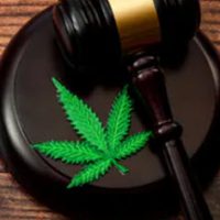 Marijuana3 Marijuana3