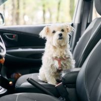 PetInCar